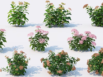 Various Floral Plants With Pink White Flowers And Lush Green Leaves 3d model