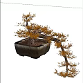 Unique Bonsai Tree With Curved Branches And Orange Yellow Leaves In Square Pot