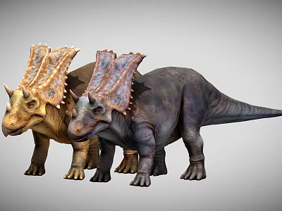 Two Different Colored Dinosaurs With Large Frills And Horns Standing Together 3d model
