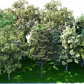Tree Forest Big Tree Forest Ring Forest Big Tree Combination 3d model