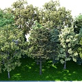 Tree Forest Big Tree Forest Ring Forest Big Tree Combination 3d model