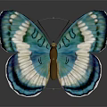 Vibrant Blue And White Butterfly with Patterned Wings on Dark Background Showing Reflection