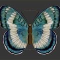 Modern Butterfly Colored Butterfly Tabby Butterfly Leaf Butterfly 3d model