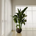 Indoor Large Potted Plant With Broad Green Leaves In Room With White Curtains