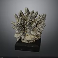 Natural Coral Sculpture With White Gray Texture On Black Wooden Base