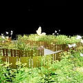 Magical Garden With Fence Green Plants White Flowers Floating Yellow Butterfly And Starry Night Sky