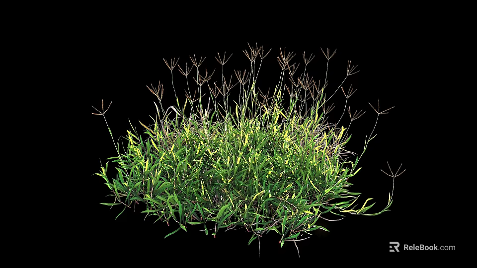 Lush Green Plants With Slender Leaves Stems And Tiny Spike Tops On Black Background 3d model 