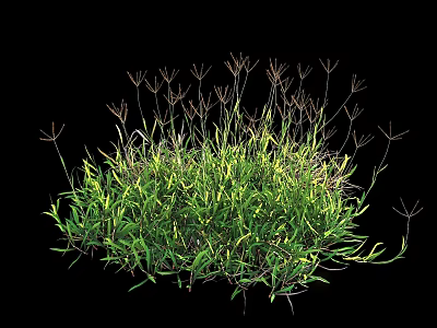 Lush Green Plants With Slender Leaves Stems And Tiny Spike Tops On Black Background 3d model