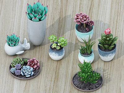 Colorful Succulent Bonsai Potted Plants with Various Decorative Pots for Home Indoor Decoration 3d model