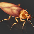 Asian cockroach bug crawler 3d model