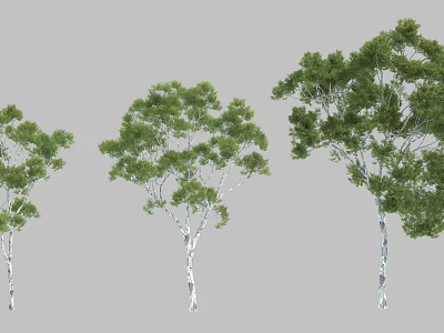 Three Different Sizes Green Leaf Trees With White Trunks Isolated On Gray Background 3d model