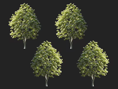 Multiple Arbor Trees With Lush Green Foliage And Tall Trunks In Natural Scene 3d model