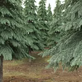 Three Tall Coniferous Trees With Lush Green Needles And Human Silhouette For Scale