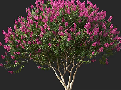 Vibrant Pink Flowering Shrub With Lush Green Leaves And Multiple Trunks 3d model