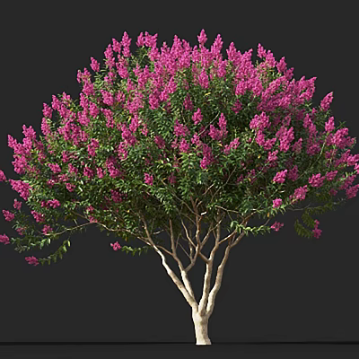 Vibrant Pink Flowering Shrub With Lush Green Leaves And Multiple Trunks 3d model