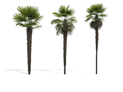 Three Tall Palm Trees As Arbor With Green Fronds And Straight Trunks 3d model