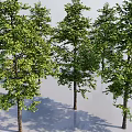 Arbor Trees With Lush Green Foliage Straight Trunks And Shadows On Light Background 3d model