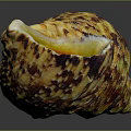Colorful Sea Snail With Yellow Brown Textured Shell And Shiny Inner Chamber