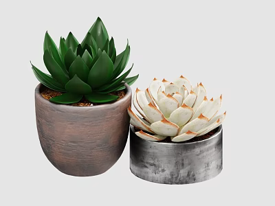 Green and White Leaf Succulent Plants in Brown Clay and Silver Metal Pots 3d model