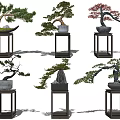 Decorative Bonsai Plants with Various Styles Different Shapes Colorful Foliage on Wooden Stands