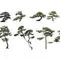Various Ornamental Arbor Trees Featuring Unique Shapes And Diverse Silhouettes