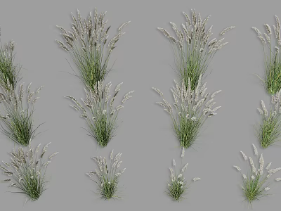 Decorative Grasses With Green Leaves And White Spikelets In Various Forms 3d model