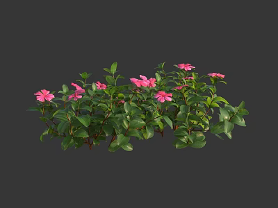 Vibrant Pink Flowers And Lush Green Leaves On Fresh Garden Shrub With Healthy Foliage Plant 3d model