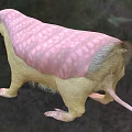 Unique Reptile With Pink Back Yellow Body And Sharp Claws On Grassy Terrain