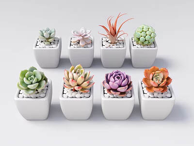 Various Colorful Succulent Plants in White Ceramic Pots for Indoor Decor 3d model