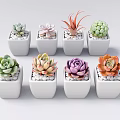 Various Colorful Succulent Plants in White Ceramic Pots for Indoor Decor