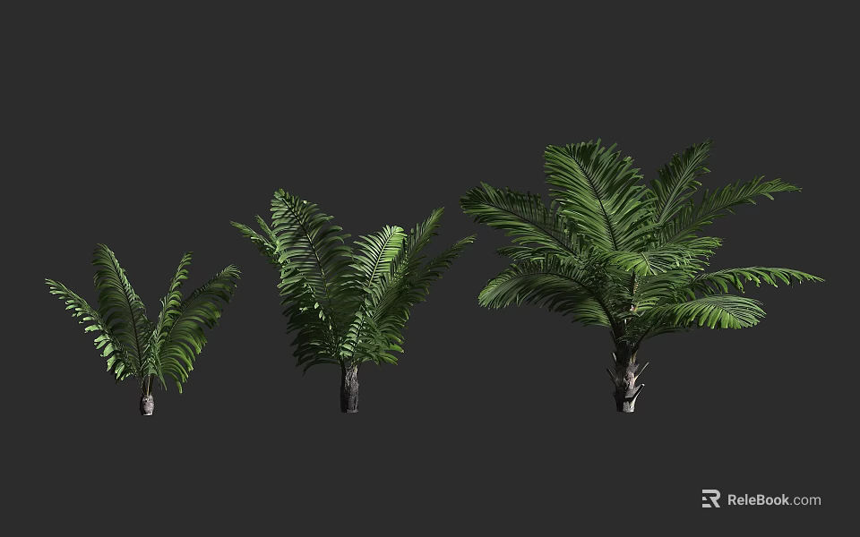 Three Different Sizes of Fern Shrubs with Lush Green Leaves on Grey Background 3d model 