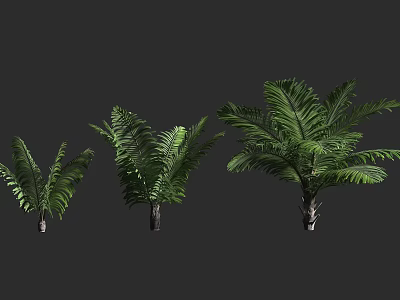 Three Different Sizes of Fern Shrubs with Lush Green Leaves on Grey Background 3d model