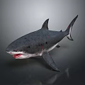 Aquatic Animal Shark With Open Mouth Sharp Teeth Gray Body And Bloodstains On Gray Background