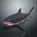 Modern shark great white shark fish 3d model