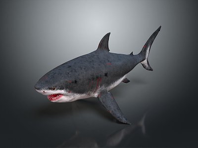 Modern shark great white shark fish 3d model