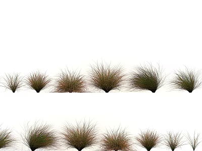 Various Forms of Grass Arranged in Two Rows Against White Background 3d model