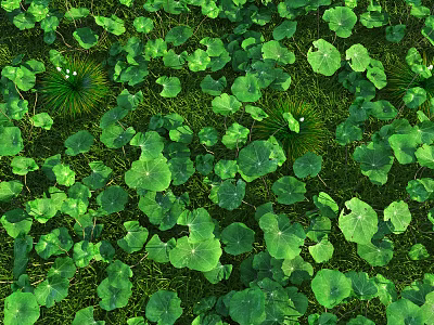 Lush Green Herb Leaves Thriving In Dense Natural Garden Growth 3d model