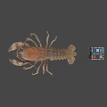 Whole Fresh Lobster Displayed with Colorful Rubik's Cube on Gray Background