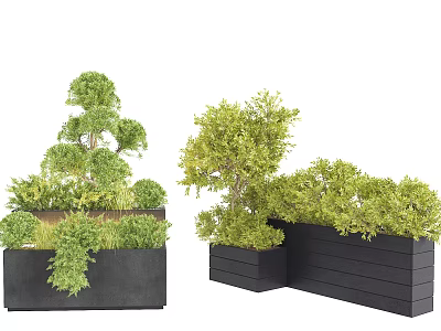 Bonsai Potted Plants In Black Rectangular Planters With Lush Green Foliage 3d model