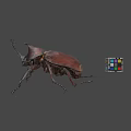 Large Brown Beetle And Multicolored Rubik's Cube On Gray Background