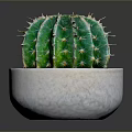 Healthy Green Cactus Plant in White Ceramic Pot for Indoor Decor