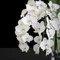 Elegant White Orchids With Fresh Green Leaves In Glass Vase Decorative Arrangement