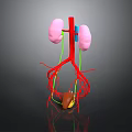 Anatomical 3D Model of Human Kidneys With Blood Vessels and Adrenal Gland