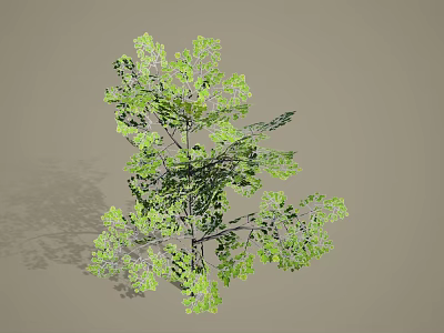 Lush Green Arbor Featuring Dense Branches Vibrant Foliage And Natural Growth Structure 3d model