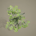 Lush Green Arbor Featuring Dense Branches Vibrant Foliage And Natural Growth Structure