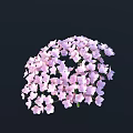 Light Purple Hydrangea Bloom With Dense Soft Colored Flowers On Dark Background