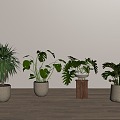 Home plant potted plant green plant bonsai 3d model