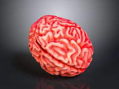 Detailed Red Brain Model Showing Anatomical Structures On Dark Background 3d model