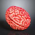 Detailed Red Brain Model Showing Anatomical Structures On Dark Background 3d model