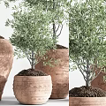 Bonsai Olive Trees in Terracotta Pots with Various Sizes for Indoor Decorative